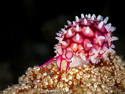 Banded Egg Cowrie (Margovula bimaculata)
Anilao, Philipp... by Yeehoo Wai 